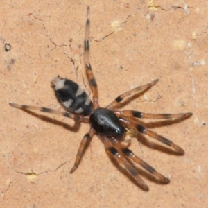 Lampona sp. (genus) at Evatt, ACT - 25 Jul 2019