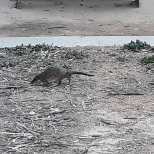 Hydromys chrysogaster at Belconnen, ACT - 26 Jul 2019 03:39 PM