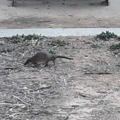 Hydromys chrysogaster (Rakali or Water Rat) at Belconnen, ACT - 26 Jul 2019 by Heylo