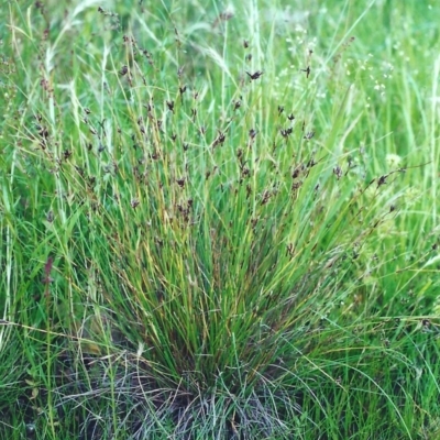 Schoenus apogon (Common Bog Sedge) at Tuggeranong Hill - 10 Dec 2000 by michaelb