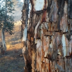 Eucalyptus rubida subsp. rubida (Candlebark) at Googong, NSW - 26 Jul 2019 by Wandiyali