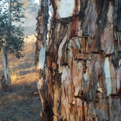 Eucalyptus rubida subsp. rubida (Candlebark) at Googong, NSW - 26 Jul 2019 by Wandiyali