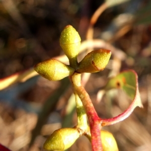 Eucalyptus rubida subsp. rubida at Googong, NSW - 27 Jul 2019