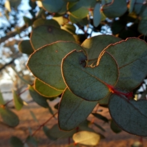 Eucalyptus rubida subsp. rubida at Googong, NSW - 27 Jul 2019