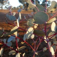 Eucalyptus rubida subsp. rubida at Googong, NSW - 27 Jul 2019