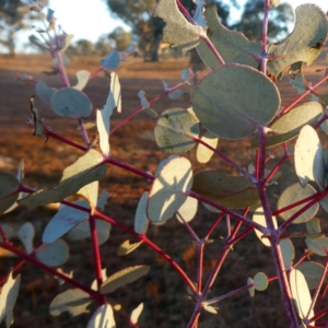 Eucalyptus rubida subsp. rubida at Googong, NSW - 27 Jul 2019