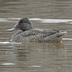 Stictonetta naevosa (Freckled Duck) at Fyshwick, ACT - 26 Jul 2019 by RodDeb