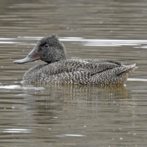 Stictonetta naevosa at Fyshwick, ACT - 26 Jul 2019