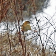 Cisticola exilis (Golden-headed Cisticola) at Fyshwick, ACT - 26 Jul 2019 by RodDeb