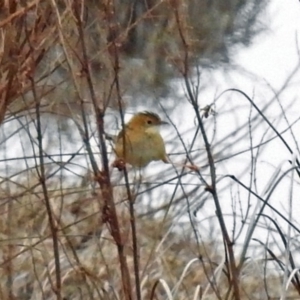 Cisticola exilis at Fyshwick, ACT - 26 Jul 2019