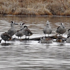 Malacorhynchus membranaceus (Pink-eared Duck) at Jerrabomberra Wetlands - 26 Jul 2019 by RodDeb