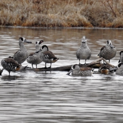 Malacorhynchus membranaceus (Pink-eared Duck) at Fyshwick, ACT - 26 Jul 2019 by RodDeb