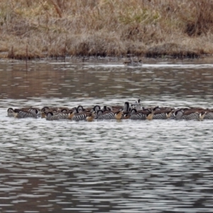 Malacorhynchus membranaceus at Fyshwick, ACT - 26 Jul 2019