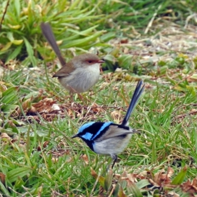 Malurus cyaneus (Superb Fairywren) at Fyshwick, ACT - 26 Jul 2019 by RodDeb