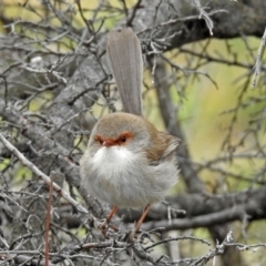 Malurus cyaneus at Fyshwick, ACT - 26 Jul 2019