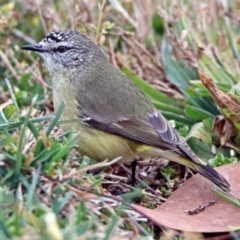 Acanthiza chrysorrhoa (Yellow-rumped Thornbill) at Fyshwick, ACT - 26 Jul 2019 by RodDeb