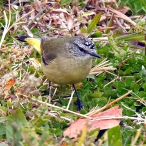 Acanthiza chrysorrhoa at Fyshwick, ACT - 26 Jul 2019