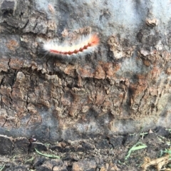 Unidentified Other primitive insect at Worrigee, NSW - 27 Jul 2019 by WorrigeeWatchers