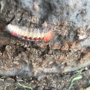 Trichiocercus sparshalli at Worrigee, NSW - 27 Jul 2019 01:32 PM