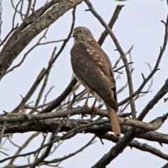 Tachyspiza cirrocephala (Collared Sparrowhawk) at Fyshwick, ACT - 26 Jul 2019 by RodDeb