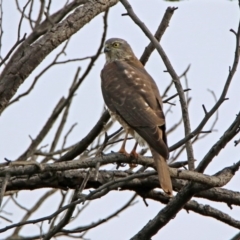 Accipiter cirrocephalus (Collared Sparrowhawk) at Fyshwick, ACT - 26 Jul 2019 by RodDeb