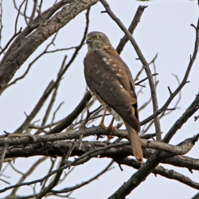 Accipiter cirrocephalus (Collared Sparrowhawk) at Jerrabomberra Wetlands - 26 Jul 2019 by RodDeb