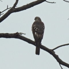 Accipiter cirrocephalus at Fyshwick, ACT - 26 Jul 2019