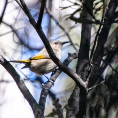 Phylidonyris pyrrhopterus (Crescent Honeyeater) at Tennent, ACT - 24 Jul 2019 by SWishart