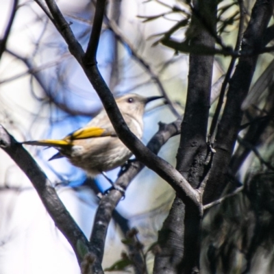 Phylidonyris pyrrhopterus (Crescent Honeyeater) at Tennent, ACT - 24 Jul 2019 by SWishart