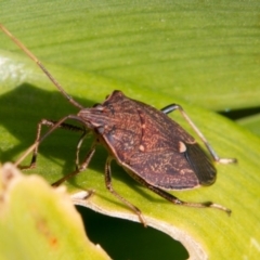 Poecilometis strigatus (Gum Tree Shield Bug) at Chapman, ACT - 27 Jul 2019 by SWishart