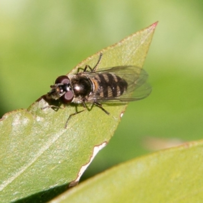 Melangyna sp. (genus) (Hover Fly) at Chapman, ACT - 27 Jul 2019 by SWishart