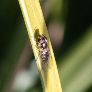 Melangyna sp. (genus) at Chapman, ACT - 27 Jul 2019 12:13 PM