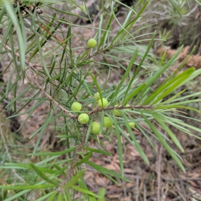 Persoonia linearis (Narrow-leaved Geebung) at Wingecarribee Local Government Area - 27 Jul 2019 by Margot