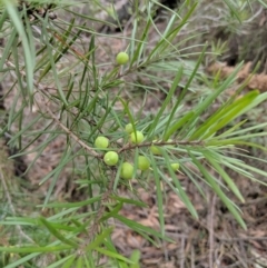Persoonia linearis (Narrow-leaved Geebung) at Mittagong, NSW - 27 Jul 2019 by Margot