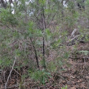 Persoonia linearis at Mittagong, NSW - 27 Jul 2019