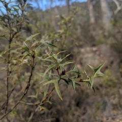 Podolobium ilicifolium (prickly shaggy-pea) at Mittagong, NSW - 27 Jul 2019 by Margot