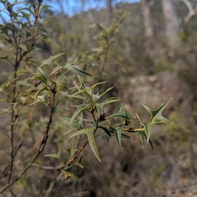 Podolobium ilicifolium (Prickly Shaggy-pea) at Mittagong - 27 Jul 2019 by Margot