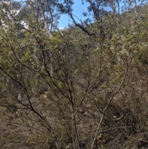 Podolobium ilicifolium at Mittagong, NSW - 27 Jul 2019
