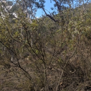 Podolobium ilicifolium at Mittagong, NSW - 27 Jul 2019 12:40 PM