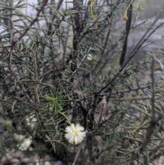 Acacia genistifolia (Early Wattle) at Wingecarribee Local Government Area - 27 Jul 2019 by Margot