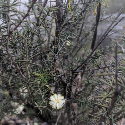 Acacia genistifolia (Early Wattle) at Wingecarribee Local Government Area - 27 Jul 2019 by Margot