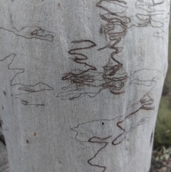 Eucalyptus sp. (A Gum Tree) at Mittagong - 27 Jul 2019 by Margot