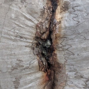 Eucalyptus sp. at Wingecarribee Local Government Area - 27 Jul 2019 12:44 PM