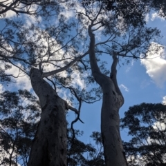 Eucalyptus sp. at Wingecarribee Local Government Area - 27 Jul 2019