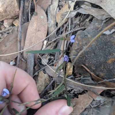 Hovea linearis (Narrow-leaved Hovea) at Mittagong - 27 Jul 2019 by Margot