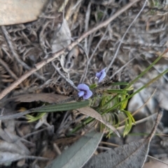Hovea linearis at Mittagong, NSW - 27 Jul 2019 12:29 PM