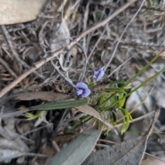 Hovea linearis at Mittagong, NSW - 27 Jul 2019