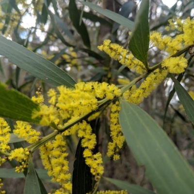 Acacia longifolia subsp. longifolia (Sydney Golden Wattle) at Mittagong, NSW - 27 Jul 2019 by Margot