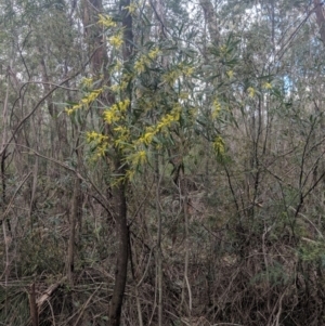 Acacia longifolia subsp. longifolia at Mittagong, NSW - 27 Jul 2019 12:19 PM