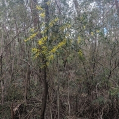 Acacia longifolia subsp. longifolia at Mittagong, NSW - 27 Jul 2019